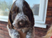Show type cocker spaniel puppies