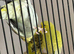 Baby budgies