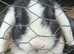4 female rabbits