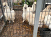 Silkies for sale