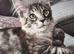 Adorable kitten looking a new home