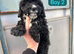 Cavapoo