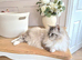 Purebred Ragdoll Kittens