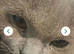 2 beautiful cats looking for forever homes
