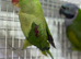 Alexenderian parrot