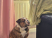 English bulldog