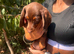 Long hair miniature dachshund
