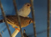 Zebra Finches