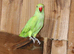 Ringneck