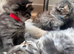 Doll face Persian kittens