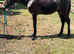 yearling colt connemara, brown/ chocolate dun