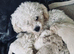 Shipooh puppies
