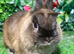 Pure breed Netherlands dwarf buck