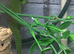 Giant Day Gecko at Birmingham Reptiles