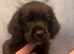 Cocker spaniel puppies