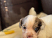 Male springer spaniel puppy for sale