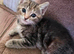 Mixed breed kittens