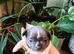 KC Chihuahua puppys