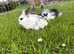 Lionhead cross Rabbits