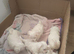 Adorable Puppies Available &ndash; 4 Boys & 1 Girl