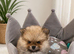 XX SMALL LITTLE POMERANIAN