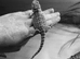 Baby bearded dragon + 3ft viv