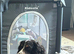 13 month old cocker spaniel