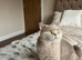 Last TICA registered BSH Black Silver Spotted Tabby Kittens
