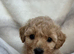Adorable Rare Tiny Maltipoo Ready for Their Forever Homes!