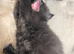 Litter trained independent and well pampered lap kittens