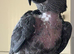 Tame African grey parrot