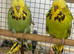 Budgies available