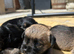 Full border terrier pups