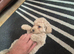 Girl Cockerpoo Last one