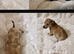 Small Roughcoated Sighthound Iggie x Pups Looking 4 Homes.