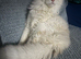 1 year old Male Maine Coon for sale