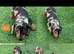 Miniature dachshund Puppys for sale