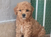 F1BB CAVAPOO PUPPIES