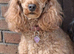 RED MINIATURE POODLE GIRL