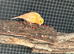 Red factor canary&rsquo;s . This years.