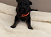 KC German shepherd puppies