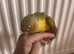 Green Cheek Baby Conures