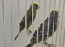 BEAUTIFUL PROVEN PAIR OF LIZARD CANARIES