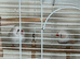 Zebra finch pair