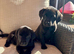 Labrador retriever puppies