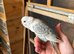 Baby budgies available