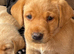 Labrador puppies