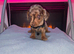 Kc Miniture dachshund puppy's