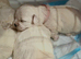 for sale maltese puppies