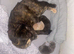 Kittens for forever home